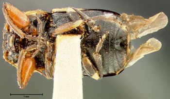 Media type: image;   Entomology 24965 Aspect: habitus ventral view